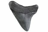 Posterior Juvenile Megalodon Tooth - South Carolina #370442-1